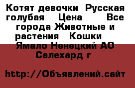 Котят девочки “Русская голубая“ › Цена ­ 0 - Все города Животные и растения » Кошки   . Ямало-Ненецкий АО,Салехард г.